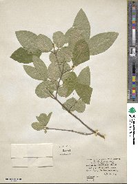 Lonicera canadensis image