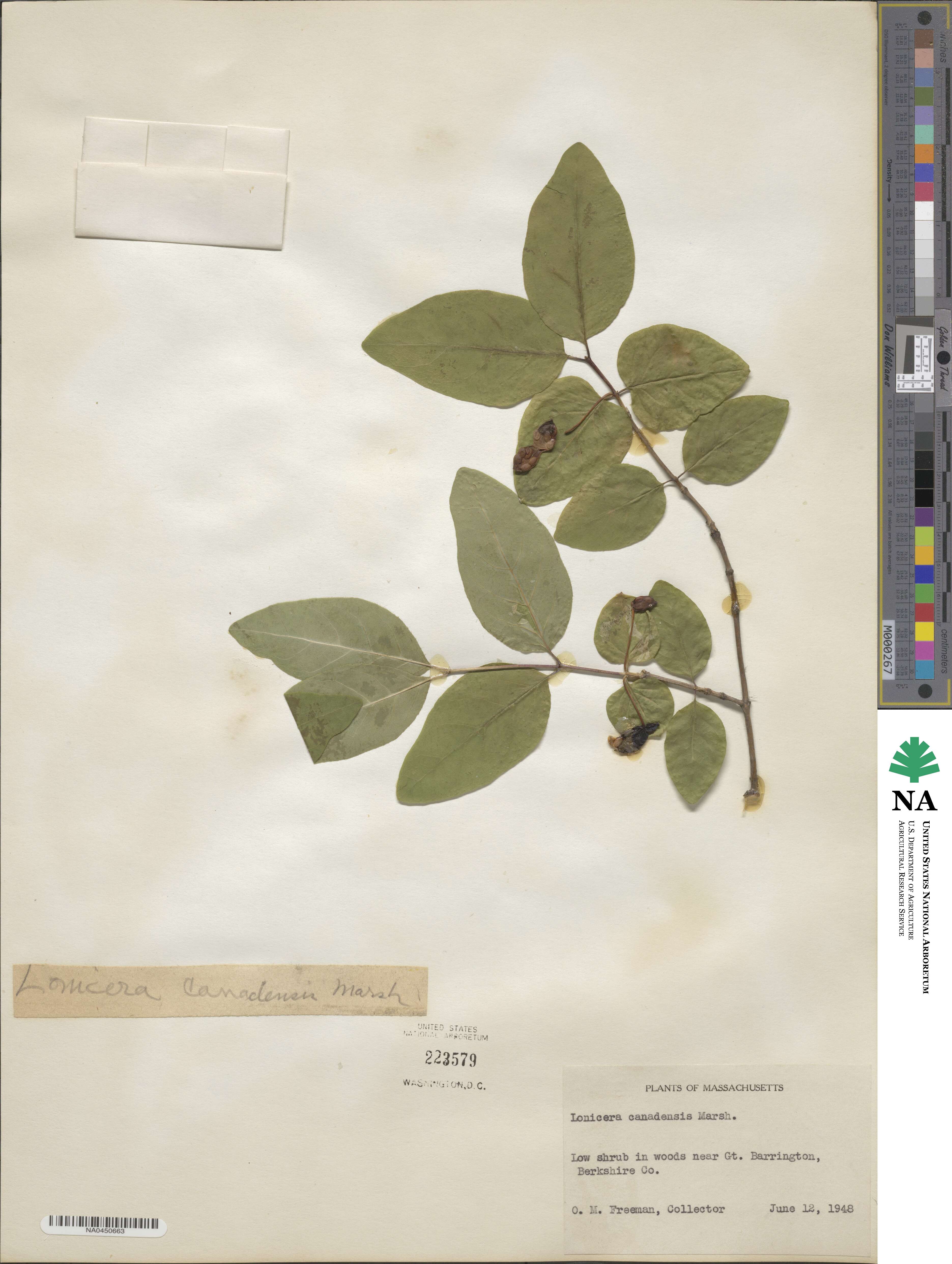 Lonicera canadensis image