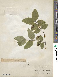 Lonicera canadensis image