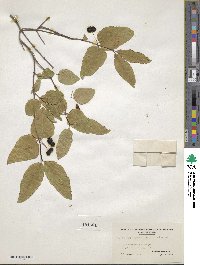 Lonicera canadensis image