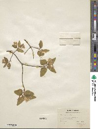 Lonicera canadensis image