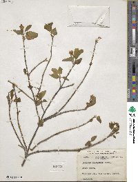 Lonicera canadensis image