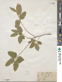 Lonicera canadensis image