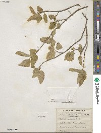 Lonicera canadensis image