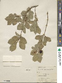 Lonicera caerulea image