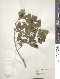 Lonicera ciliata image