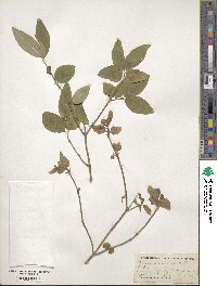 Lonicera ciliata image