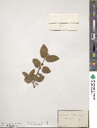 Lonicera ciliata image