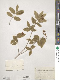 Lonicera ciliata image