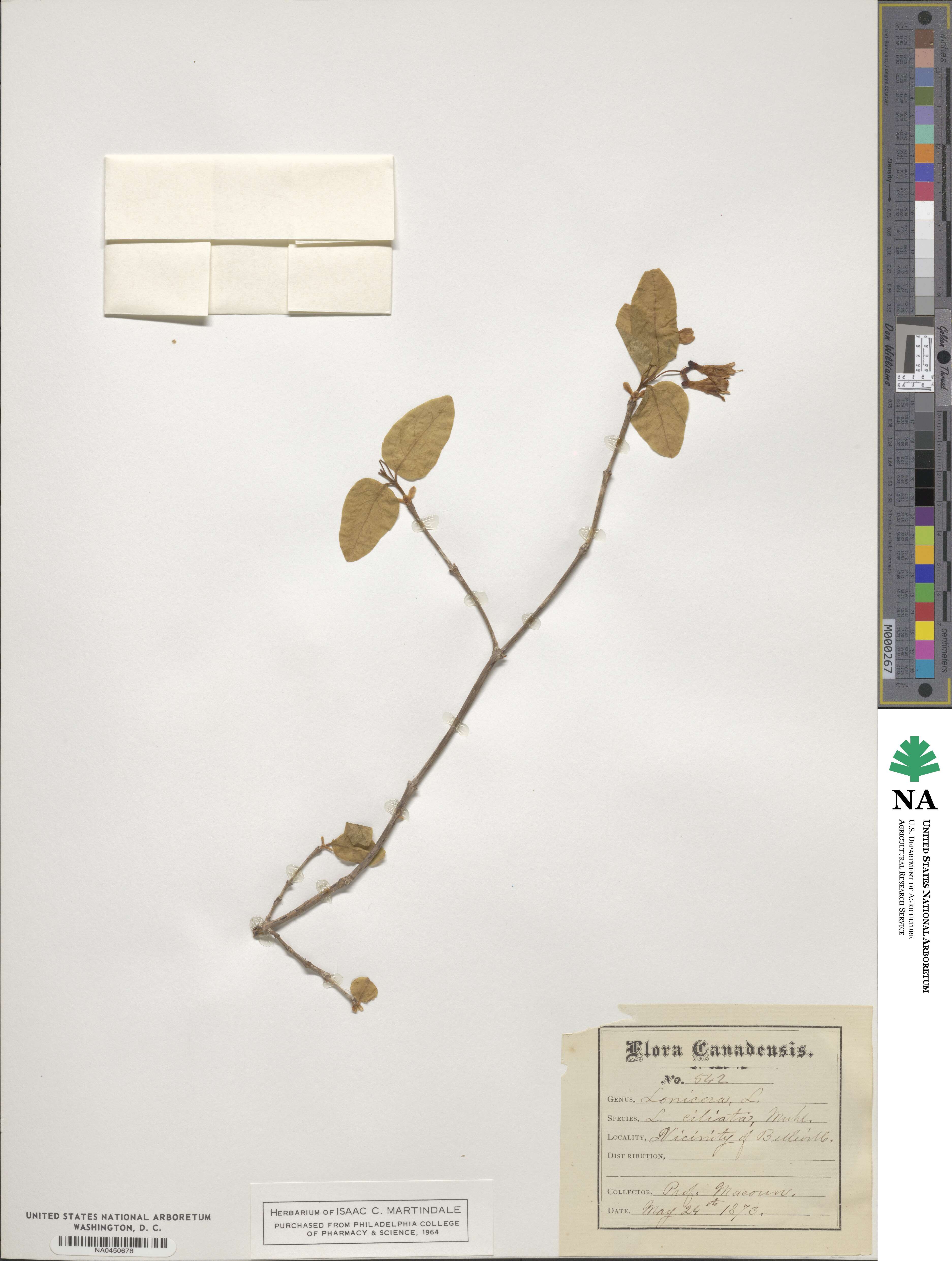 Lonicera ciliata image