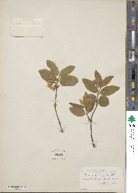 Lonicera ciliata image