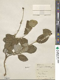 Lonicera ciliosa image