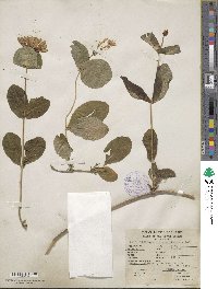 Lonicera ciliosa image