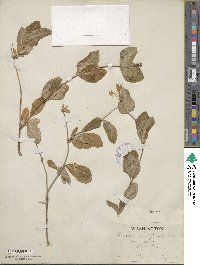 Lonicera ciliosa image