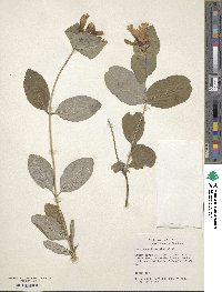 Lonicera ciliosa image