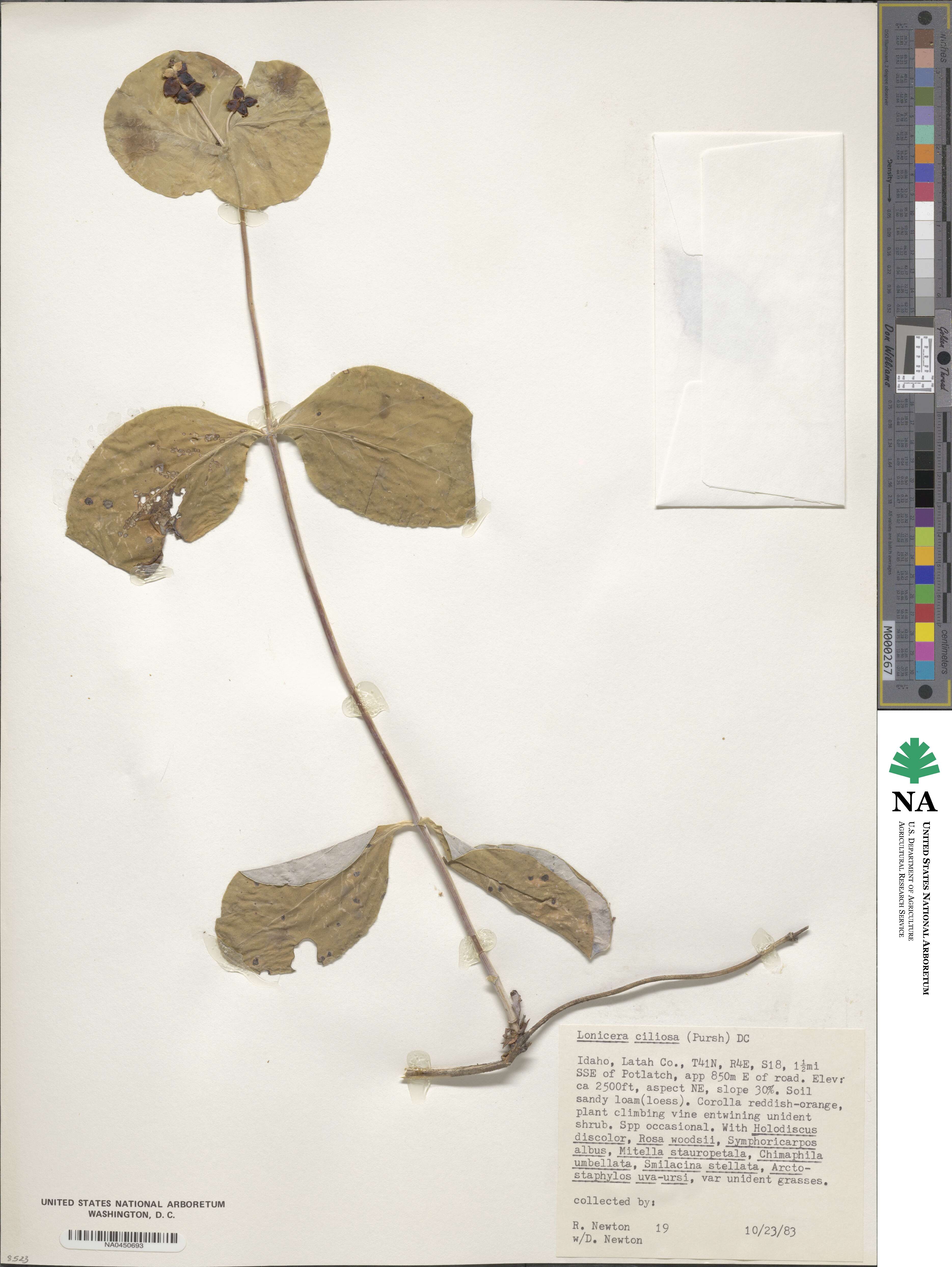 Lonicera ciliosa image