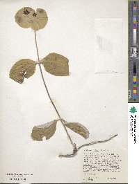 Lonicera ciliosa image