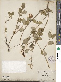 Lonicera ciliosa image