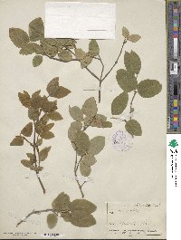 Lonicera ciliosa image