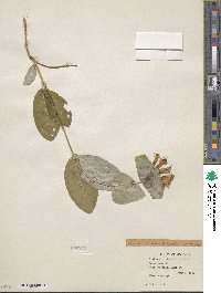 Lonicera ciliosa image