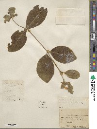 Lonicera ciliosa image