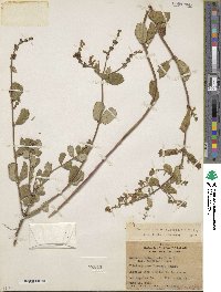 Lonicera subspicata var. denudata image