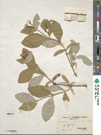 Lonicera dioica image