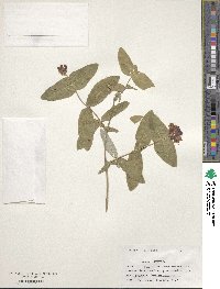 Lonicera dioica image