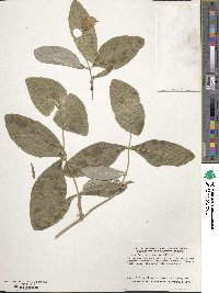 Lonicera dioica image