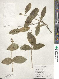 Lonicera dioica image