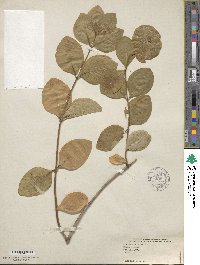 Lonicera dioica image