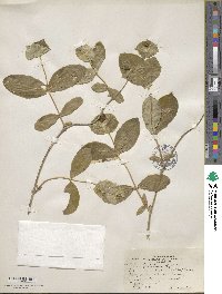 Lonicera dioica image