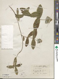 Lonicera dioica image