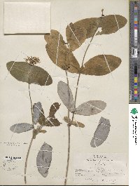 Lonicera dioica image