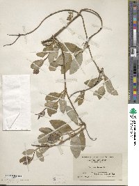 Lonicera dioica image