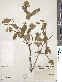 Lonicera dioica image