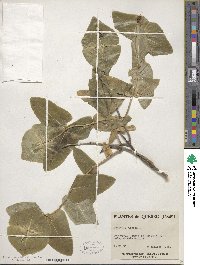 Lonicera dioica image