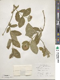 Lonicera dioica image