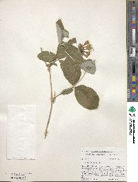 Lonicera dioica image