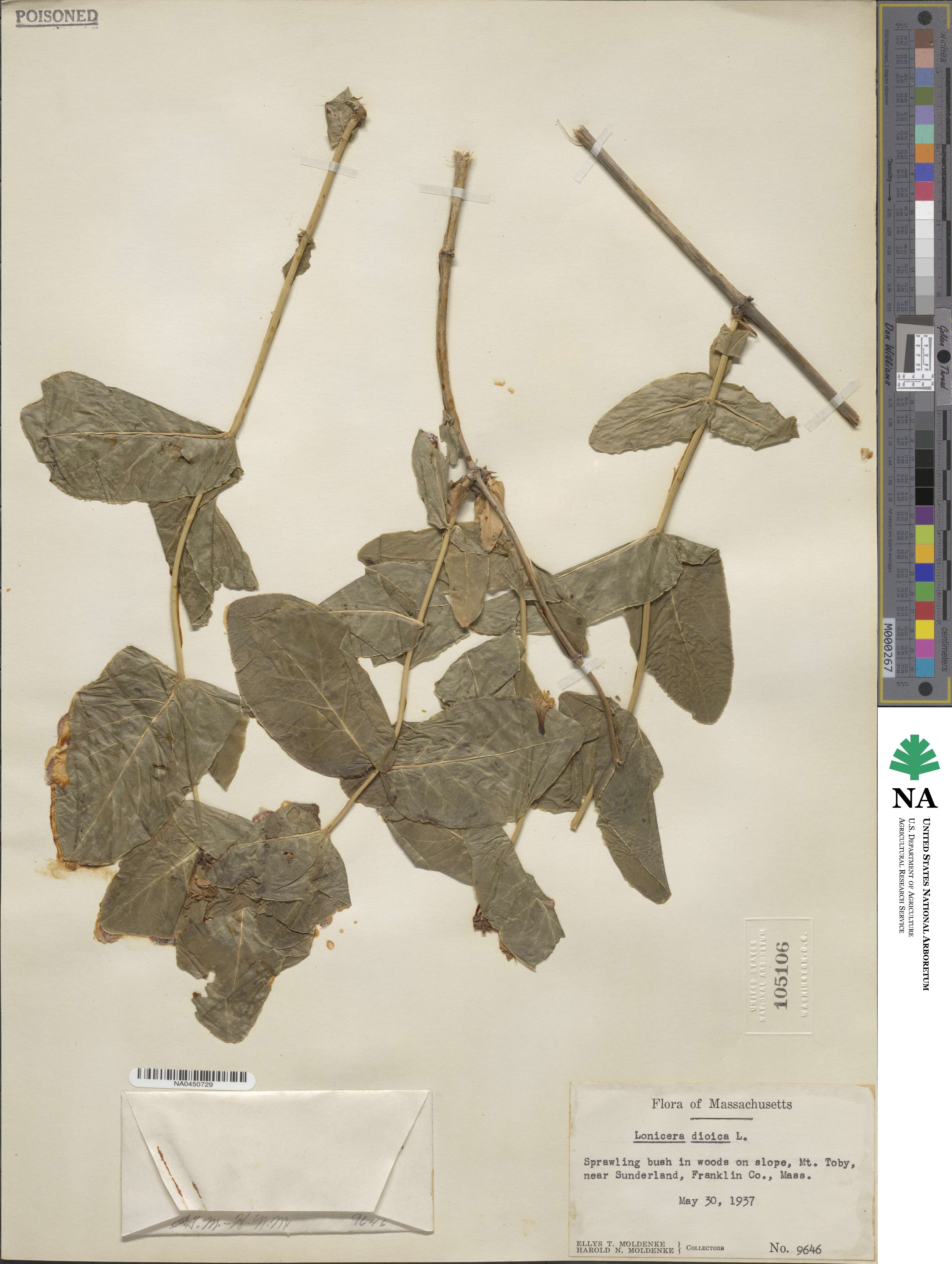 Lonicera dioica image