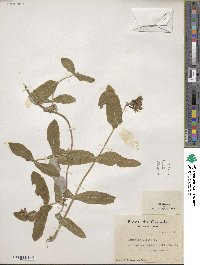 Lonicera dioica image