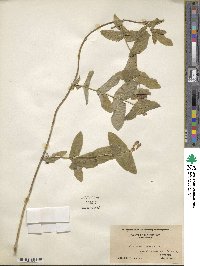 Lonicera dioica image