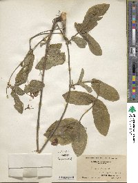 Lonicera dioica image