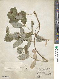 Lonicera dioica image