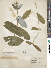 Lonicera dioica image