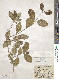 Lonicera dioica image