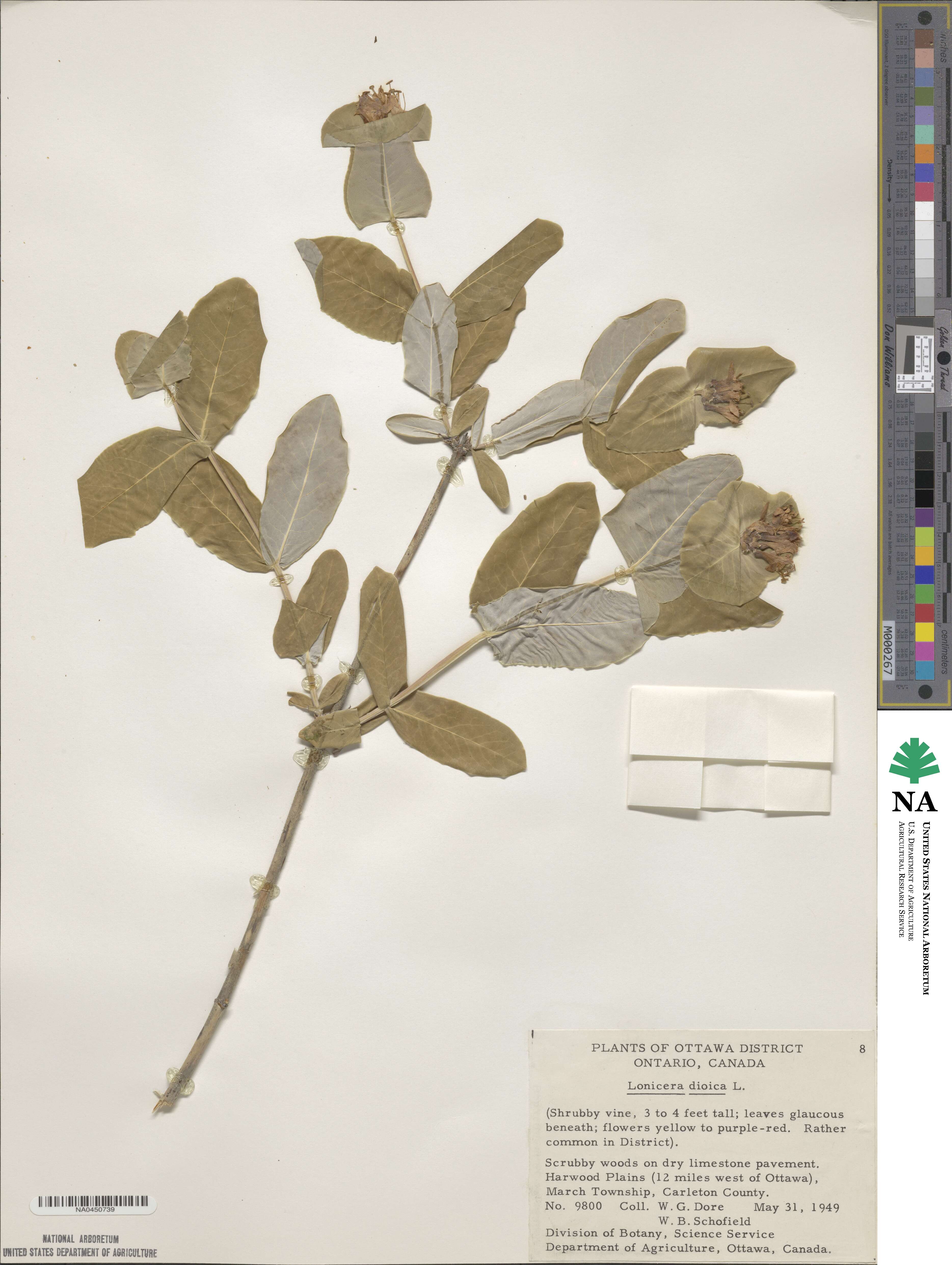 Lonicera dioica image