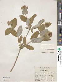 Lonicera dioica image