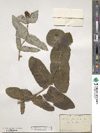 Lonicera dioica image