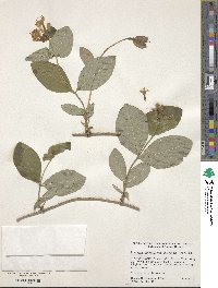 Lonicera dioica image